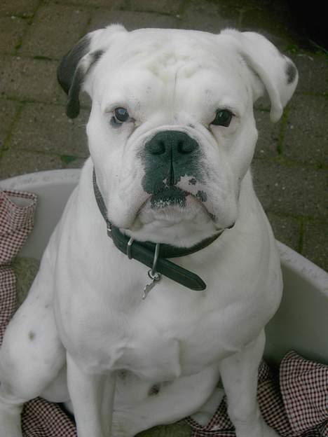 Boxer Elvis billede 1