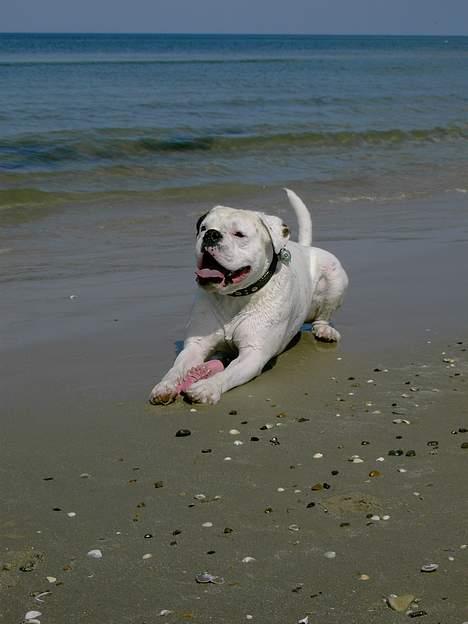 Boxer Elvis billede 2