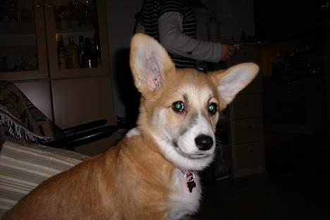 Welsh corgi pembroke Dicte billede 10