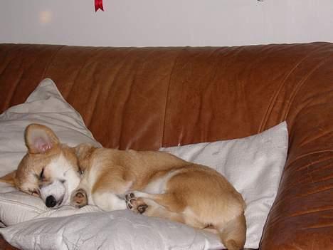 Welsh corgi pembroke Dicte billede 11