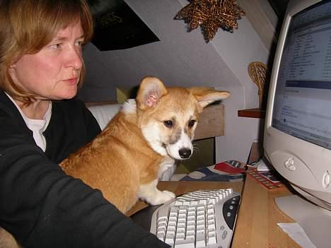 Welsh corgi pembroke Dicte billede 12