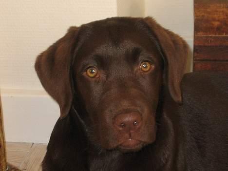 Labrador retriever Bella  - Hov, hvad var det? Jeg er jo så fotogen... billede 7