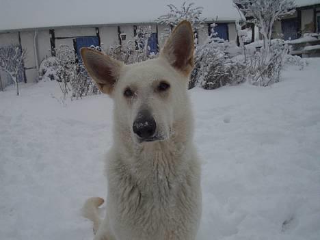 Hvid schæfer Humle - jeg er helt uskyldig .. ^^ billede 19