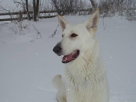 Hvid schæfer Humle billede 20