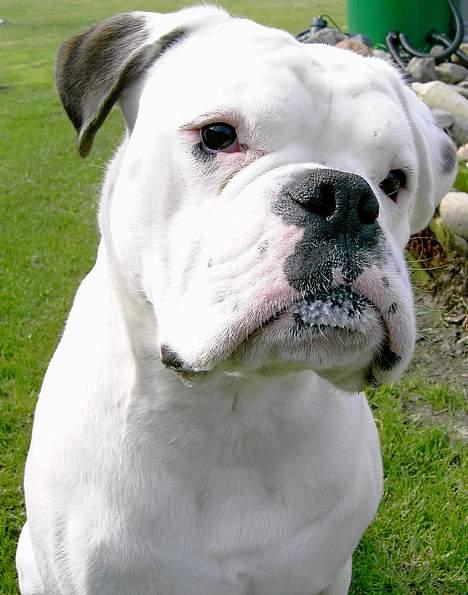 Boxer Elvis billede 3