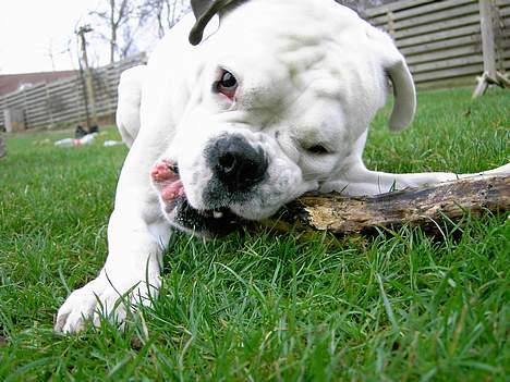 Boxer Elvis billede 4