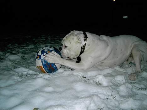 Boxer Elvis billede 5