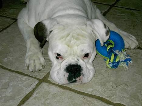 Boxer Elvis billede 6