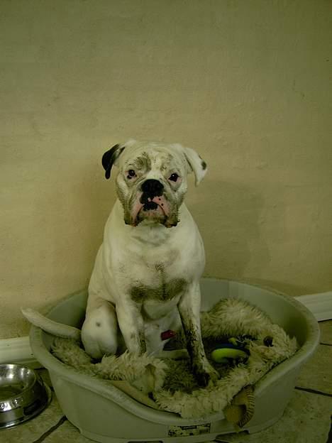 Boxer Elvis billede 7