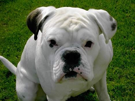 Boxer Elvis billede 8