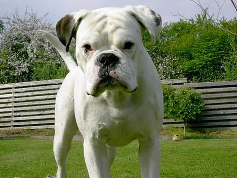 Boxer Elvis billede 9