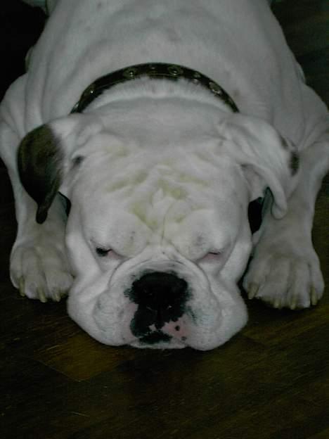 Boxer Elvis billede 10