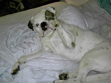 Boxer Elvis billede 11