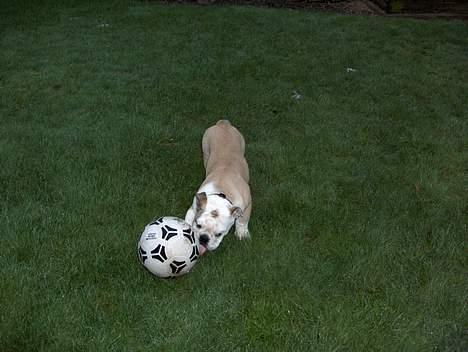 Engelsk bulldog Eddy billede 4