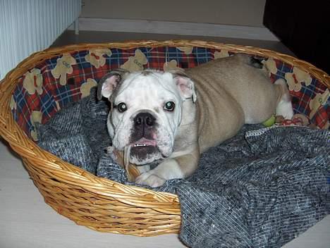 Engelsk bulldog Eddy billede 5