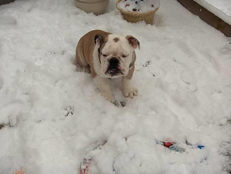 Engelsk bulldog Eddy - Eddy i sneen (som han elsker) billede 6