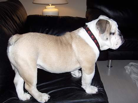 Engelsk bulldog Eddy billede 7