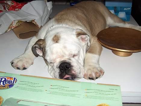 Engelsk bulldog Eddy - Her er Eddy gået kold juleaften billede 8