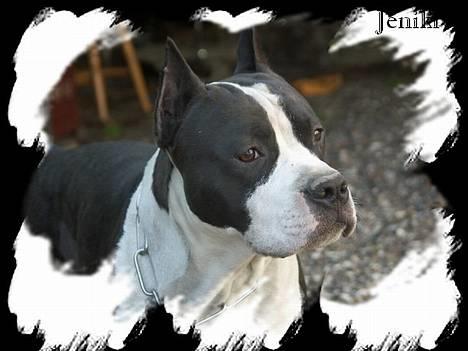 Amerikansk staffordshire terrier Buzz † 4. Oktober 2006  - Et af de sidste billeder taget af min smukke dreng. billede 1