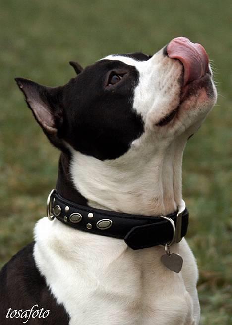 Amerikansk staffordshire terrier Buzz † 4. Oktober 2006  billede 2