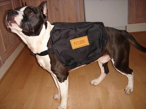 Amerikansk staffordshire terrier Buzz † 4. Oktober 2006  billede 3