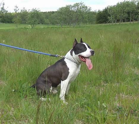 Amerikansk staffordshire terrier Buzz † 4. Oktober 2006  billede 4