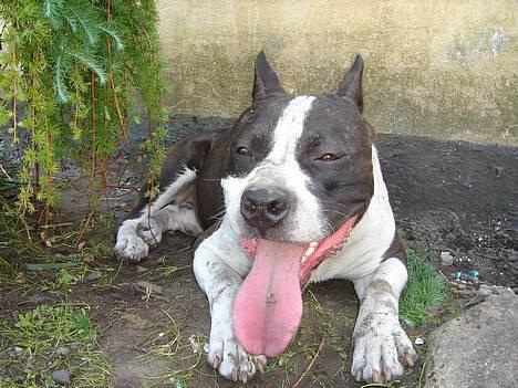 Amerikansk staffordshire terrier Buzz † 4. Oktober 2006  billede 5