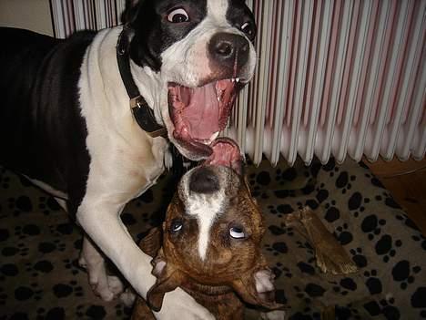 Amerikansk staffordshire terrier Buzz † 4. Oktober 2006  billede 6