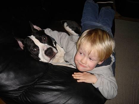 Amerikansk staffordshire terrier Buzz † 4. Oktober 2006  - Venner for altid - Kian savner dig smukke Buzz ......  billede 7