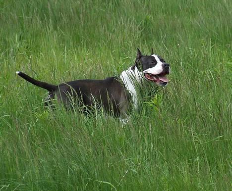 Amerikansk staffordshire terrier Buzz † 4. Oktober 2006  billede 8