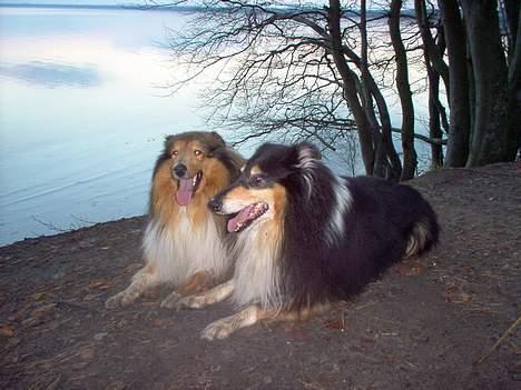 Collie langhåret jackie billede 10