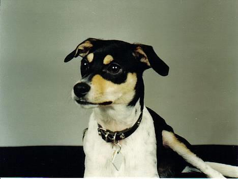 Dansk svensk gaardhund hans (død 29/4-2006)  - vuf vuf er jeg ikke dejlig.. billede 1