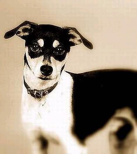 Dansk svensk gaardhund hans (død 29/4-2006)  - hvorfor kigger i på mig? billede 2