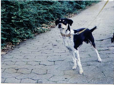 Dansk svensk gaardhund hans (død 29/4-2006)  - skal vi komme vidre? billede 3