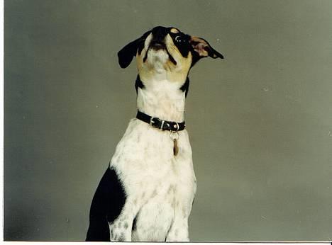 Dansk svensk gaardhund hans (død 29/4-2006)  - ups hvad er det? billede 4