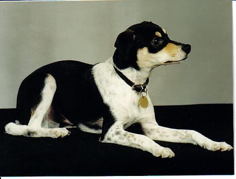 Dansk svensk gaardhund hans (død 29/4-2006)  - Hvad er der ude bag den dør? billede 5