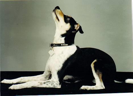 Dansk svensk gaardhund hans (død 29/4-2006)  - Der er vidst noget på loftet. billede 6