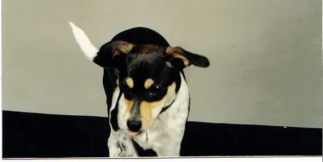 Dansk svensk gaardhund hans (død 29/4-2006)  - bue.........nu gider jeg altså ikke mere, så nu går jeg. billede 7