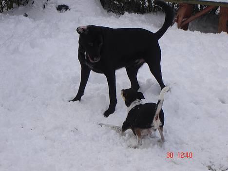 Dansk svensk gaardhund hans (død 29/4-2006)  - kom så joshi.......... billede 8