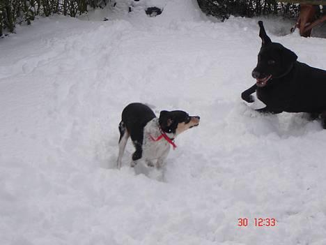 Dansk svensk gaardhund hans (død 29/4-2006)  - du kan ikke fange mig. billede 9