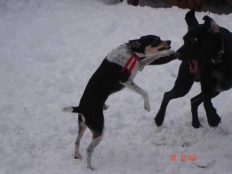 Dansk svensk gaardhund hans (død 29/4-2006)  - når man er lille er man nød til tage efter ørerne. billede 10