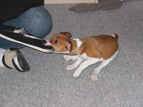 Dansk svensk gaardhund Rocki - Giv mig så min sko.... billede 12