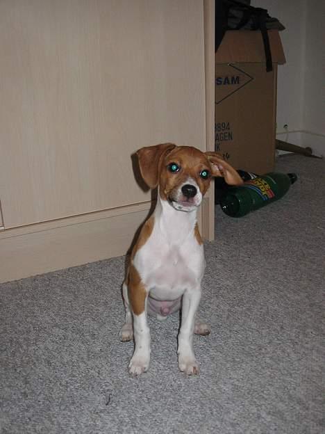 Dansk svensk gaardhund Rocki - Se hvor pænt jeg kan side billede 13