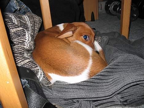 Dansk svensk gaardhund Rocki - Ligger altså lige og gemmer mig i min hule billede 14