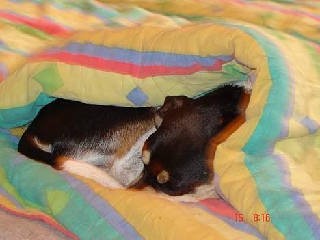 Dansk svensk gaardhund hans (død 29/4-2006)  - zzzzzzzzzzzzzzzz billede 11