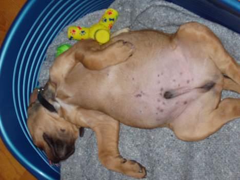 Blanding af racer Bazil - 8 uger - se min store glatte dunk! Sådan sover far også... billede 2