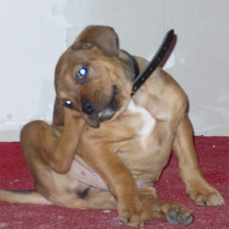 Blanding af racer Bazil - 8 uger - argh! det skide halsbånd klør billede 3