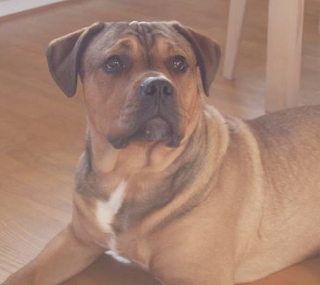 Blanding af racer Bazil - 7 mdr. - Modellen Bazil billede 4