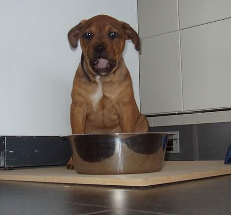 Blanding af racer Bazil - 8 uger - hmm er det mon min kurv eller min madskål der står der? billede 5