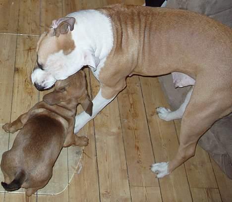 Blanding af racer Bazil - 8 uger - sammen med mor billede 6